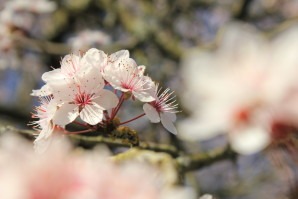 Magnifiques fleurs de cerisier au Japon 