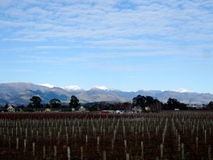 Blenheim et son vignoble 