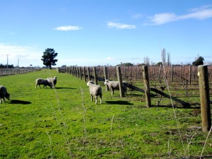 Moutons dans le vignoble néo-zélandais 