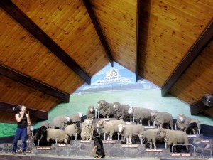 Rotorua Moutons 