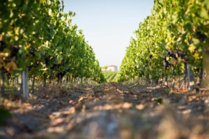 Chloé & Wines - Wine Tour - vignes du Sud-Ouest