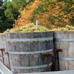 Spirit Tour - les vendanges