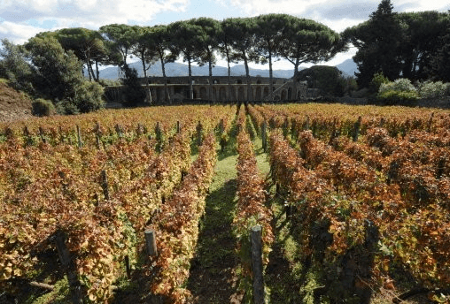 Les vignes repoussent sur les terres brûlées