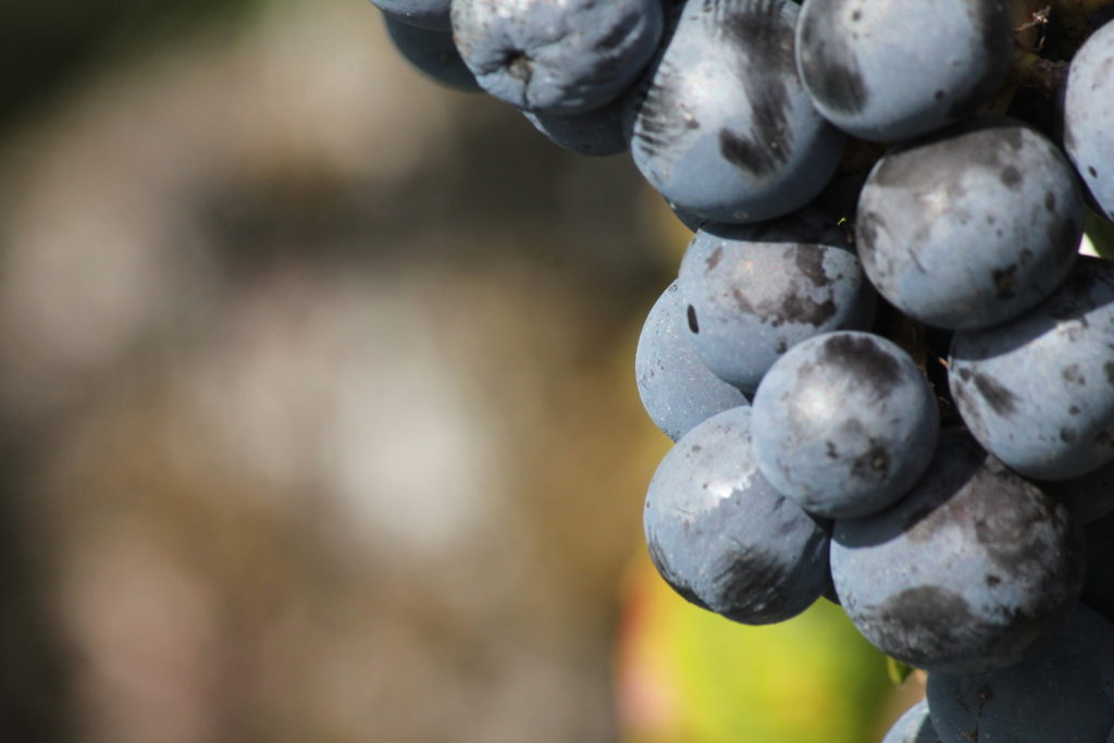 Raisins à maturité