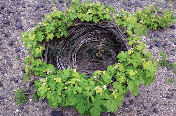 Les vignes sont en couronnes à Santorin pour se protéger du vent 