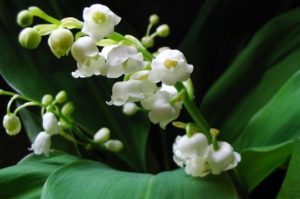 Muguet