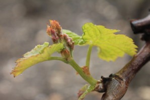 Vigne qui pousse 