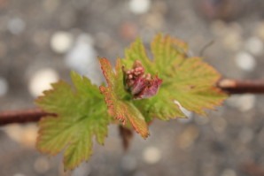 Cabernet qui pousse