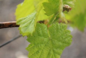 Feuille de vigne 