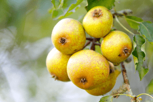 Poire Plant de Blanc